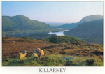 Lady's View, Killarney National Park, Co. Kerry