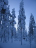 Äkäslompolo, Schneeschuh-Tour 3, Lichtspiele im Wald