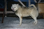 Svalbard 2005, Schlittenhunde
