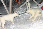 Svalbard 2005, Schlittenhunde