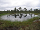 Hochmoor von Viru-Raba (Lahemaa-Nationalpark, Estland)