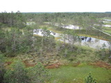 Hochmoor von Viru-Raba (Lahemaa-Nationalpark, Estland)