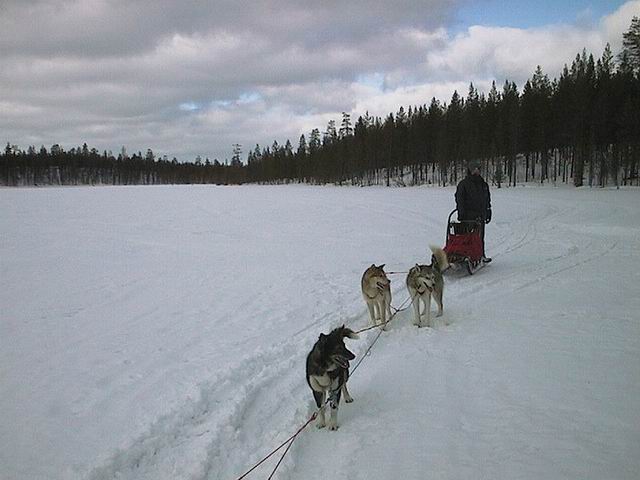 Hundeschlittenfahren in Äkäskero (Finnland)