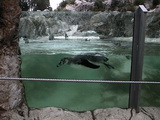 Pinguin-Becken, Tierpark Schönbrunn, Wien