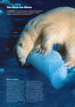 Eisbären auf Svalbard