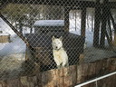 Äkäskero Sleddogcenter