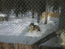 Äkäskero Sleddogcenter
