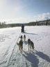 Äkäskero Schlittenhunde-Tour
