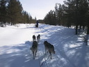 Äkäskero Schlittenhunde-Tour