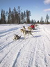 Äkäskero Schlittenhunde-Tour