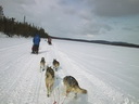 Äkäskero Schlittenhunde-Tour
