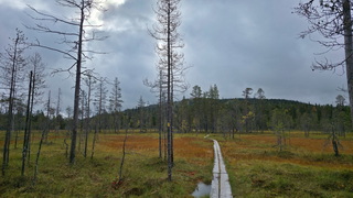 Finnland 2026: Syöte Nationalpark