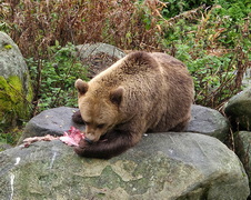 Finnland 2026: Ranua Zoo