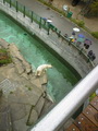 Eisbär-Graben, Tierpark Schönbrunn, Wien