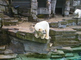 Eisbär-Graben, Tierpark Schönbrunn, Wien