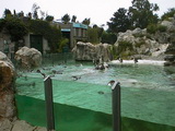 Pinguin-Becken, Tierpark Schönbrunn, Wien