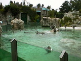 Pinguin-Becken, Tierpark Schönbrunn, Wien