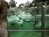 Pinguin-Becken, Tierpark Schönbrunn, Wien