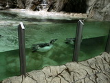 Pinguin-Becken, Tierpark Schönbrunn, Wien