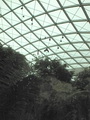 Flughunde im Tropenhaus, Tierpark Schönbrunn, Wien