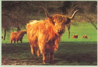 Hochland-Rind